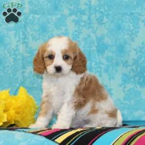 Lucky, Forever Puppy